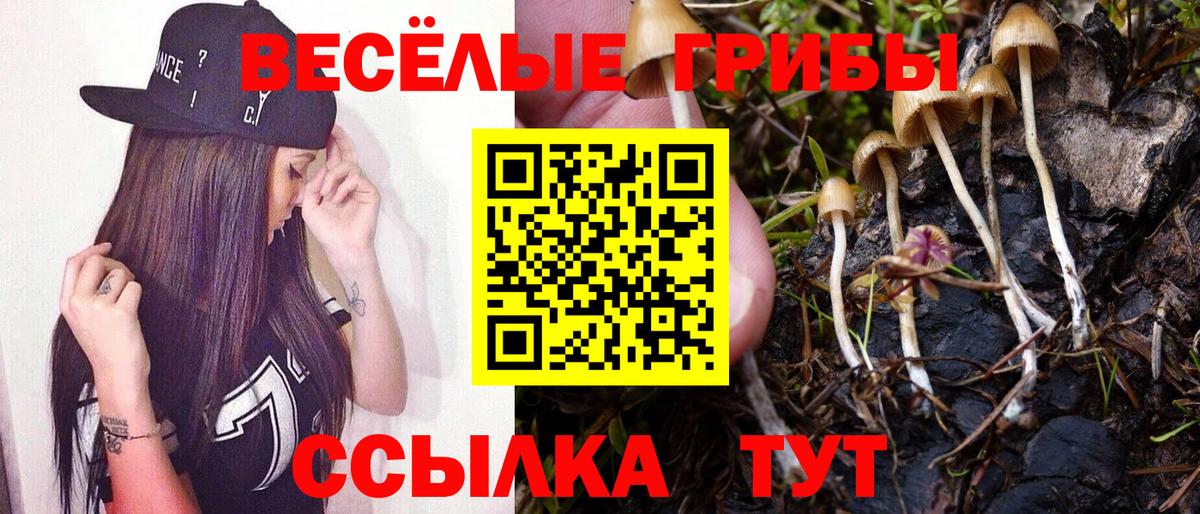 Псилоцибиновые грибы GOLDEN TEACHER Кольчугино