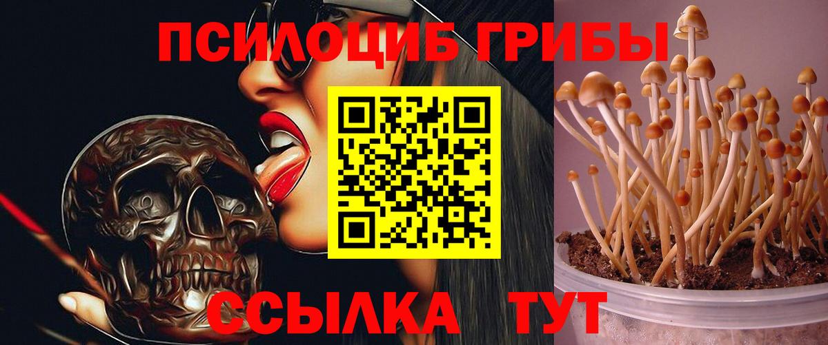 Псилоцибиновые грибы прущие грибы  Псилоцибиновые грибы Cubensis  Вход с VPN  Кольчугино 